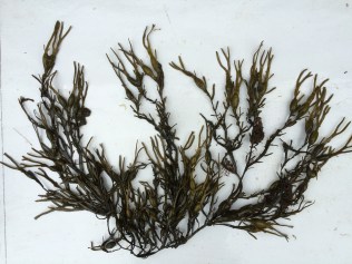 Ascophyllum nodosum
