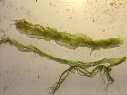 Enteromorpha linza ac Ulva compressa