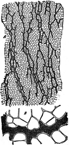 Latecs EB1911_Plants_-_Scorzonera_hispanica